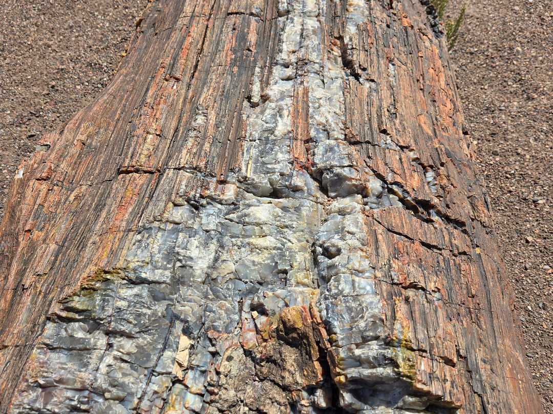 Petrified Forest National Park-霍尔布鲁克必去景点