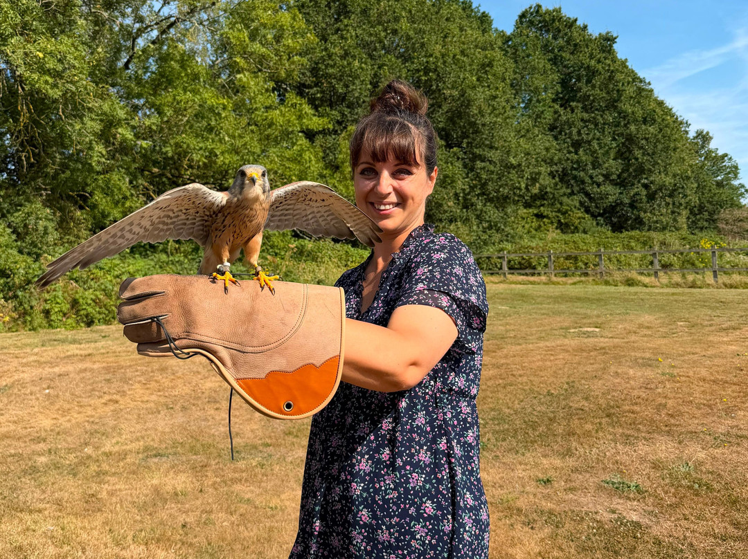 Surrey Hills Falconry-Ockley必去景点