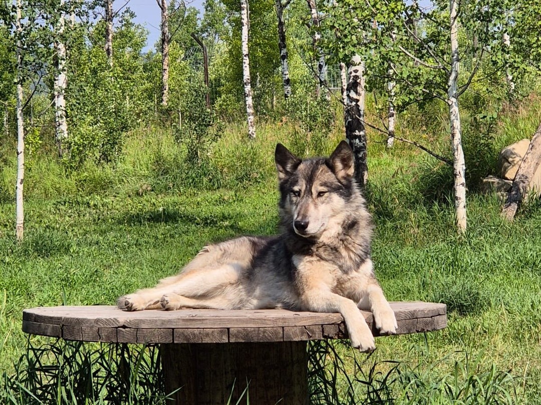 Yamnuska Wolfdog Sanctuary-科克伦必去景点