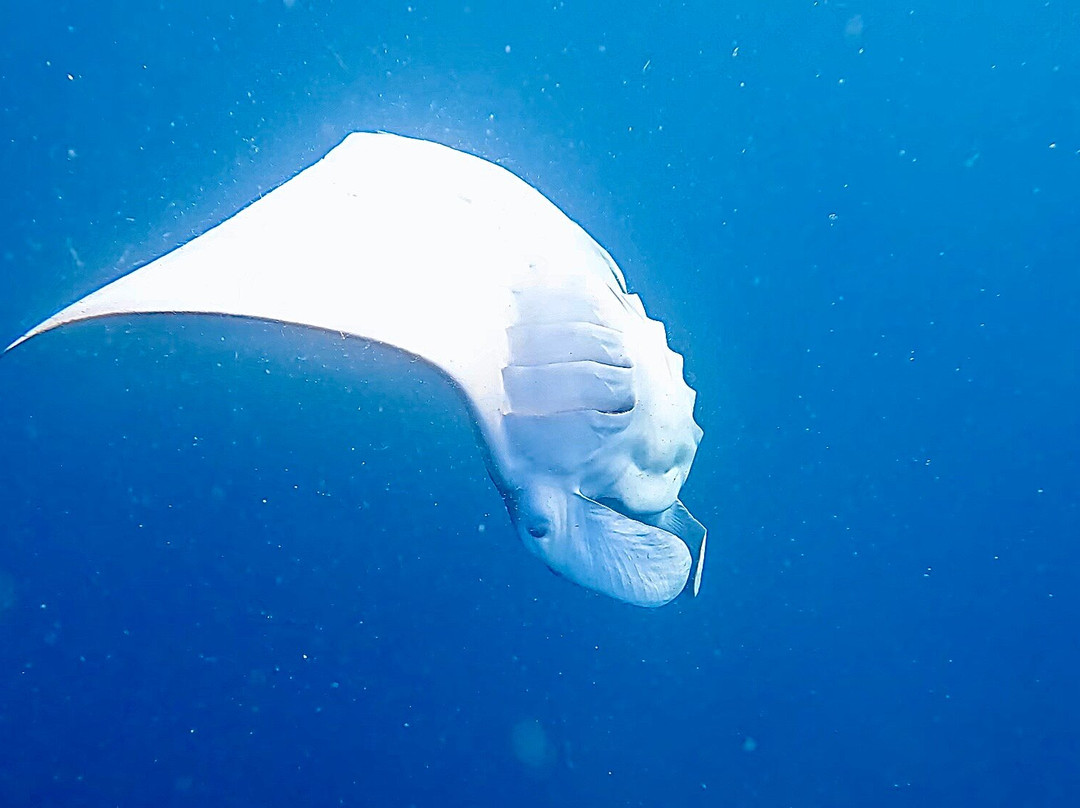 Family Divers Maldives-拉斯胡必去景点