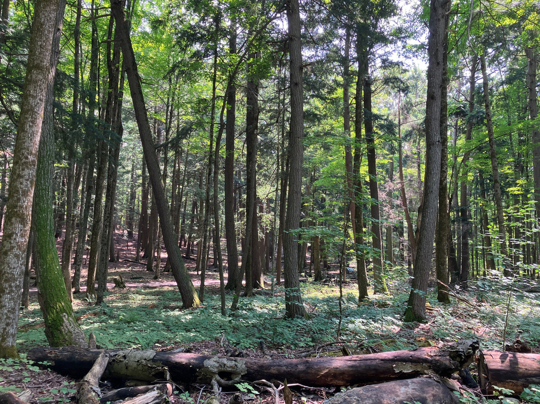 Hartwick Pines State Park-Grayling必去景点