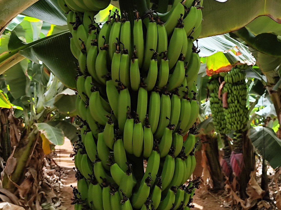 Finca Las Margaritas Banana Experience-拉斯加勒塔斯必去景点