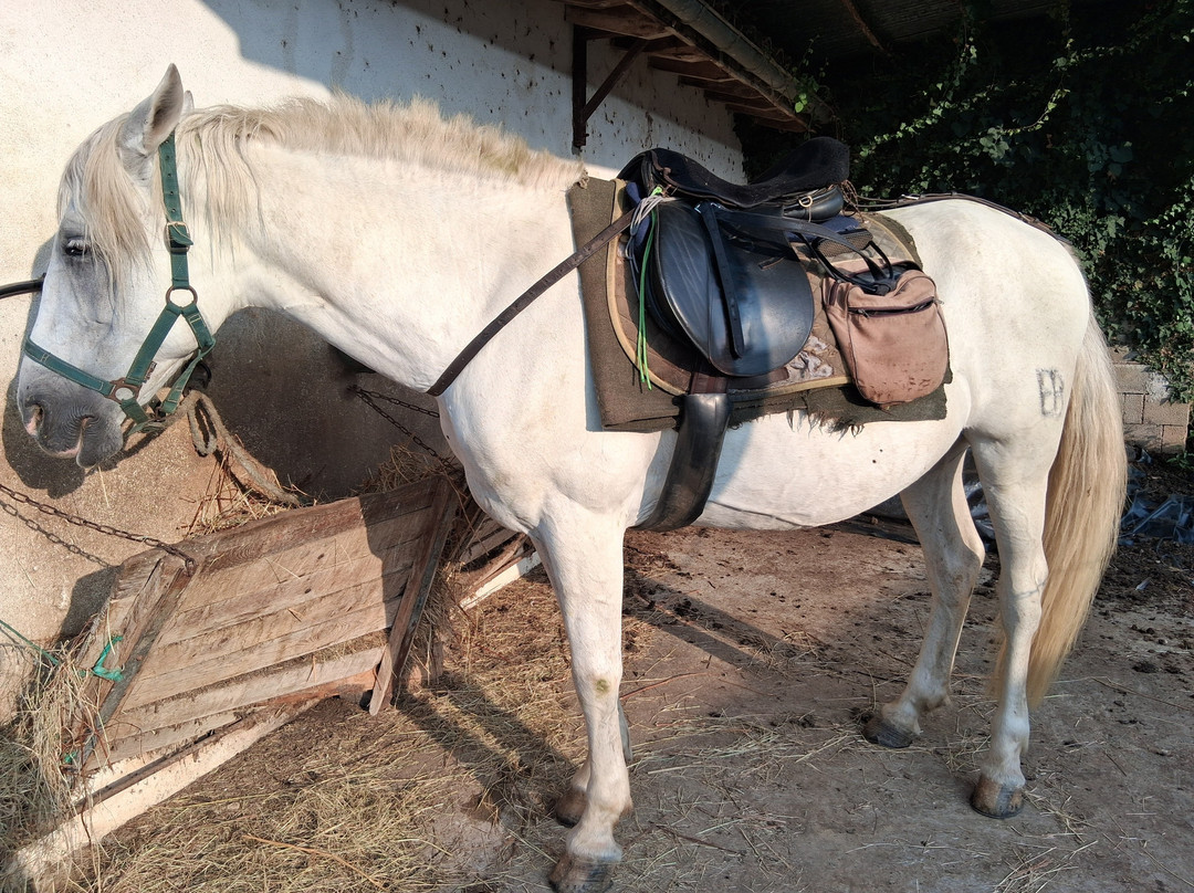 Ferme equestre Les Collines-Osses必去景点