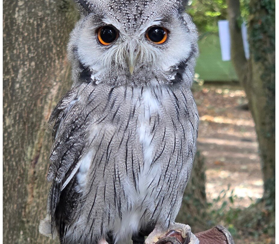 Willows Bird of Prey & Wildlife Trail-Knockholt必去景点