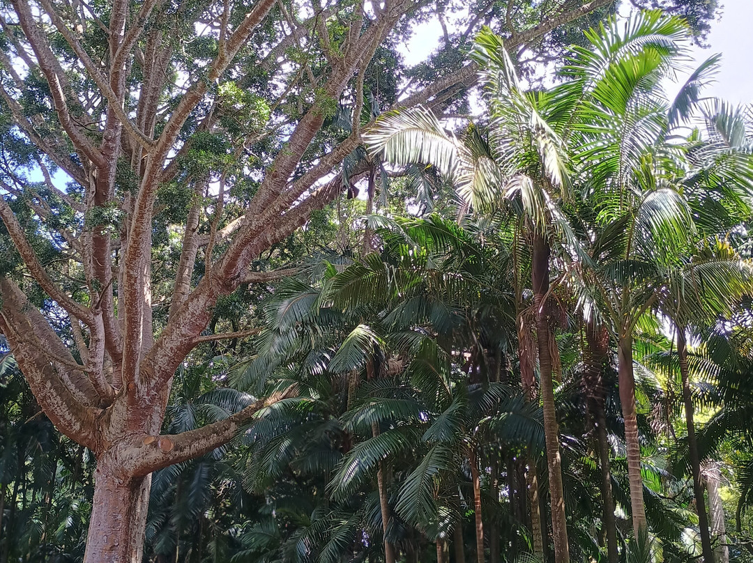 Jose do Canto Forest Garden-富尔纳斯必去景点