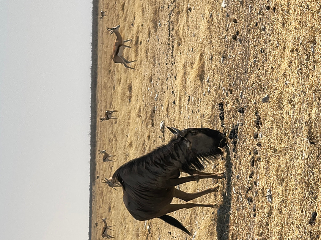 Etosha Pan-纳米比亚埃托沙国家公园必去景点