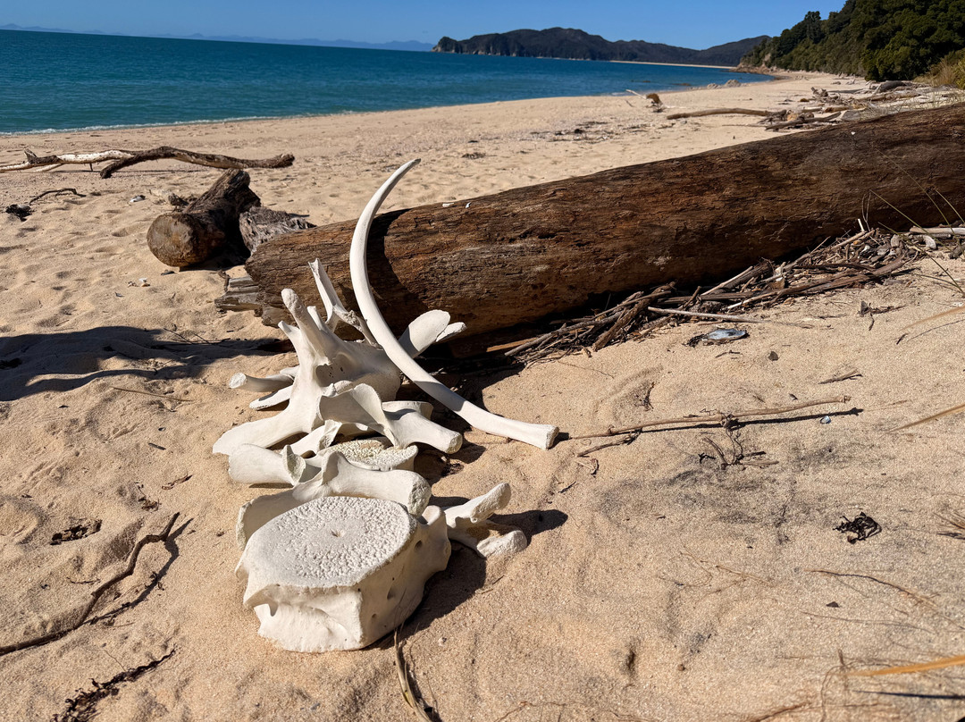 Abel Tasman Guides-玛拉豪必去景点