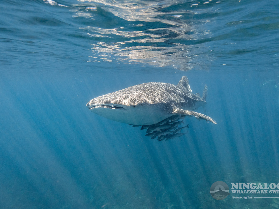 Ningaloo Whaleshark Swim-埃克斯茅斯必去景点