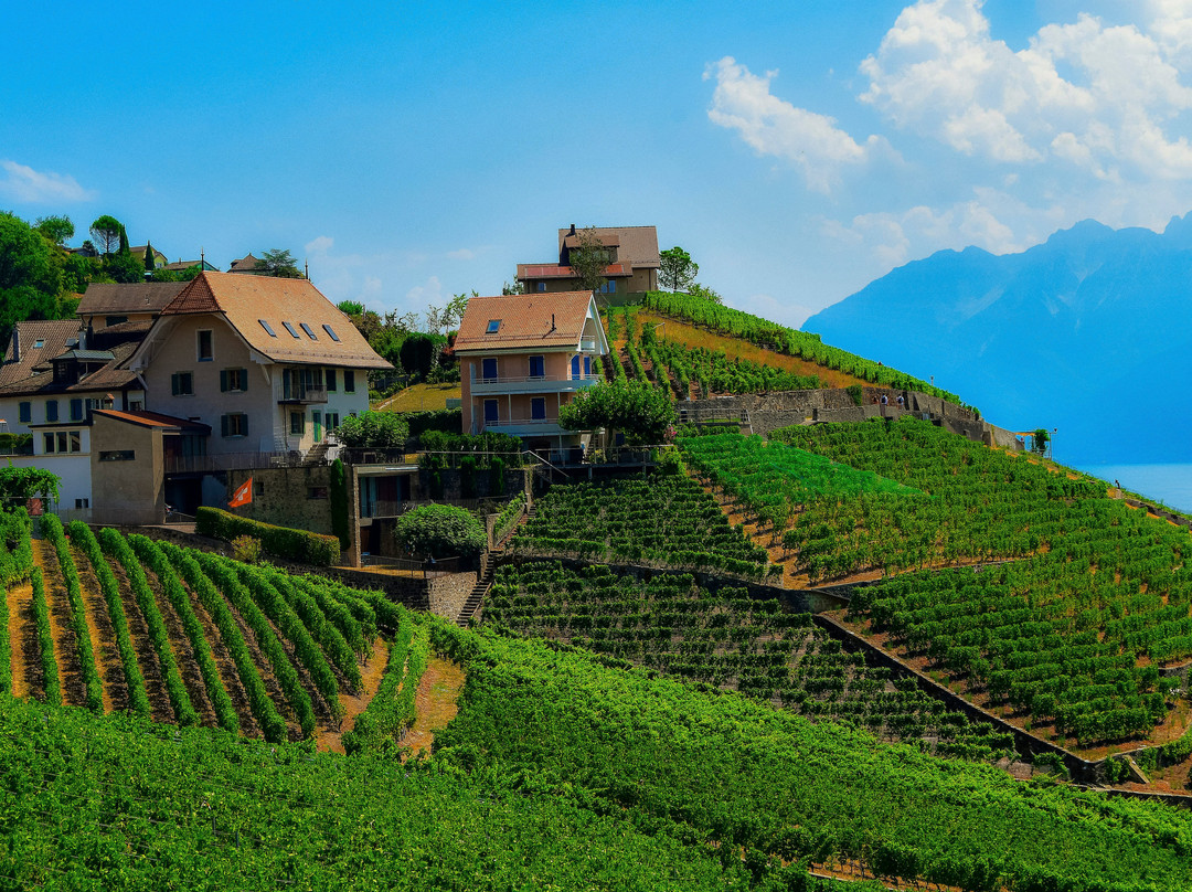 Lavaux Vineyard Terraces-居利必去景点