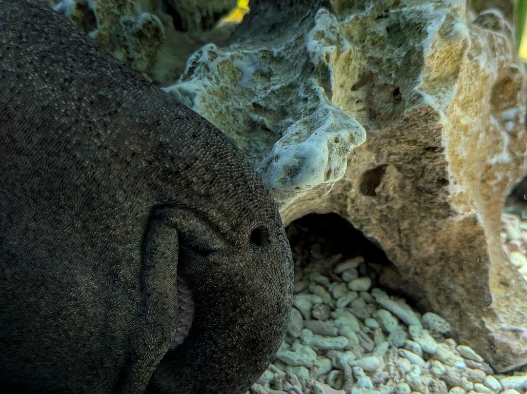 SEA LIFE Hunstanton-Hunstanton必去景点