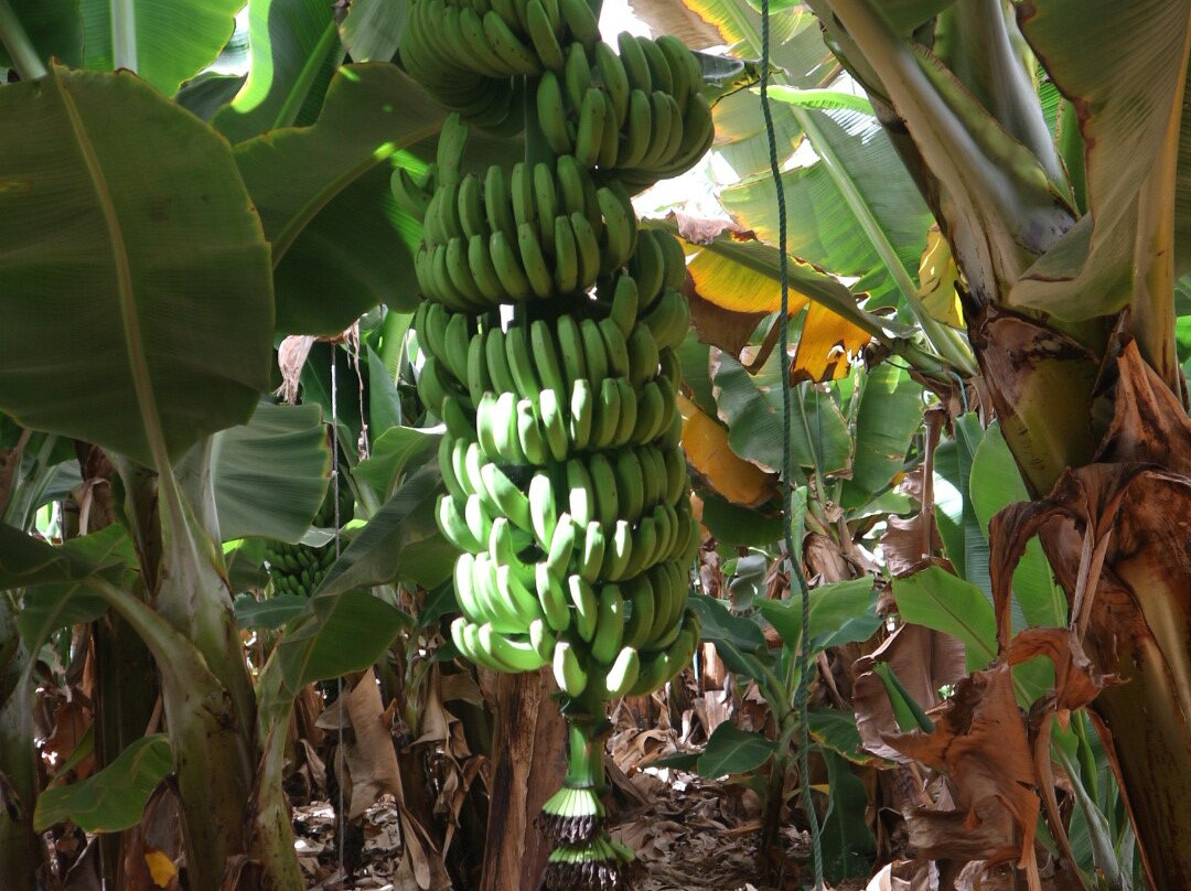 Finca Las Margaritas Banana Experience-拉斯加勒塔斯必去景点