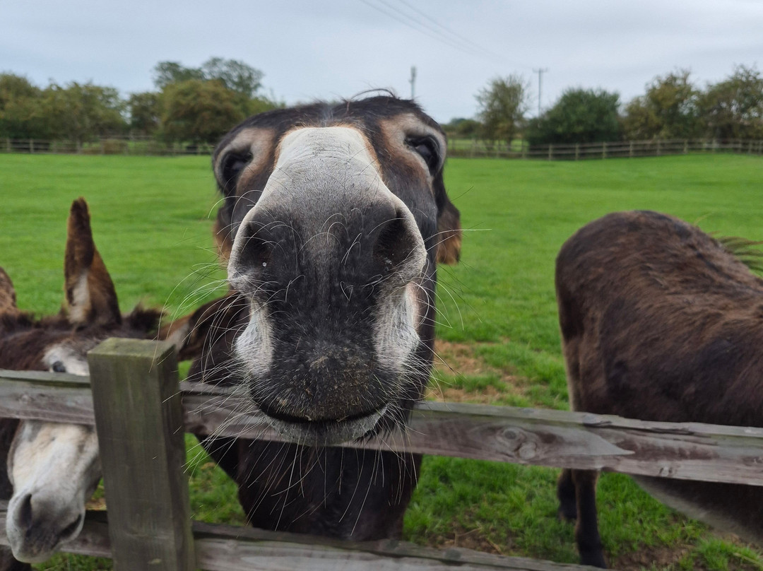 Radcliffe Donkey Sanctuary-Huttoft必去景点