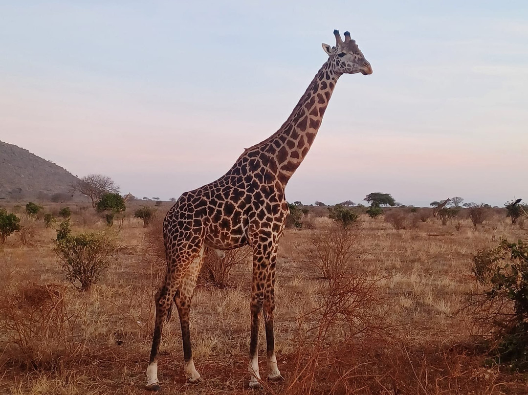 Watamu Diego Safari Day Tours-瓦塔木必去景点