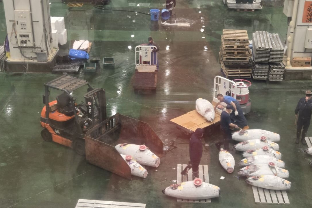 Toyosu Market-Toyosu必去景点