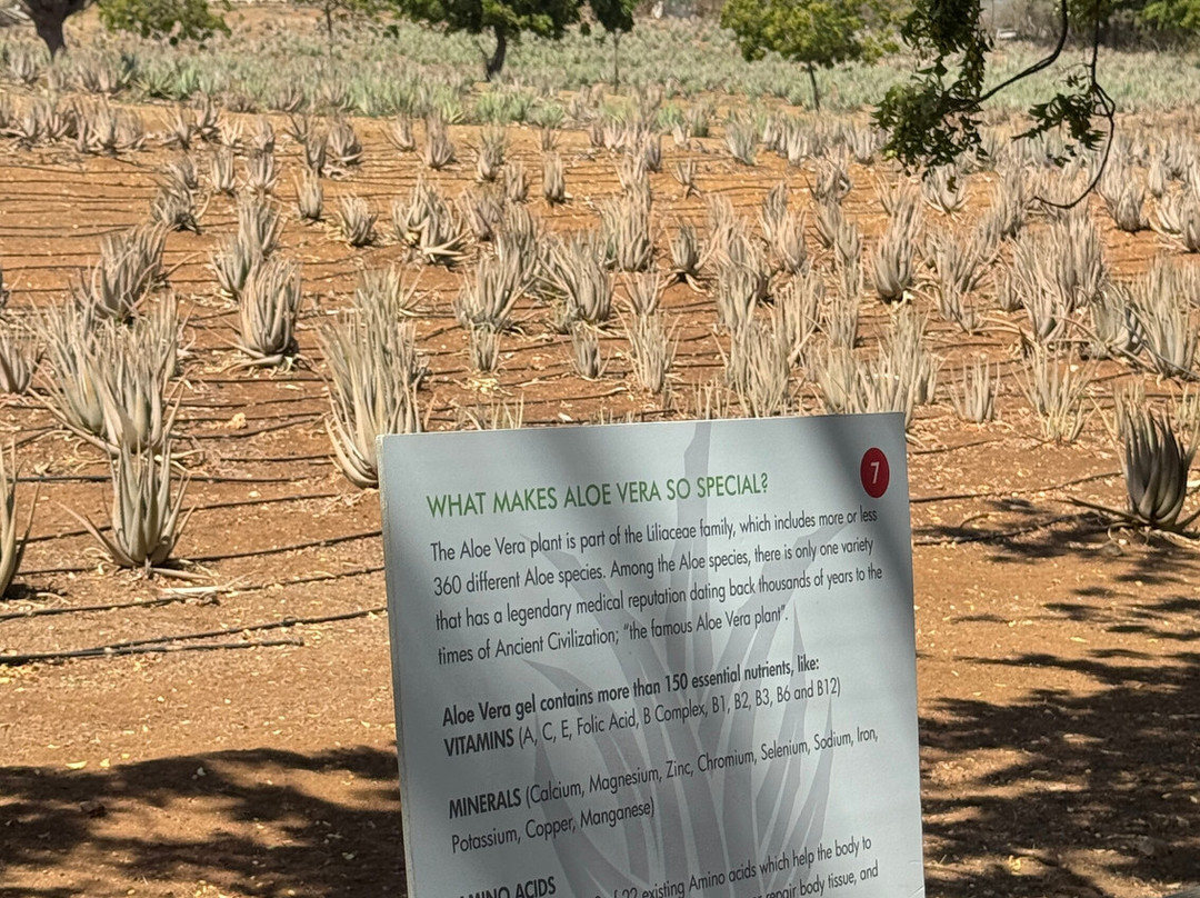 Curaçao Aloe Vera Farm-威廉斯塔德必去景点