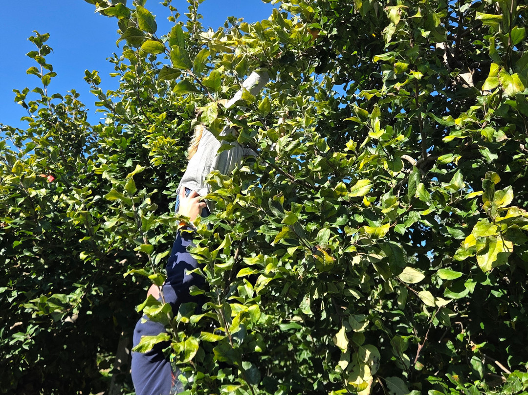Apple Ridge Orchards-Warwick必去景点