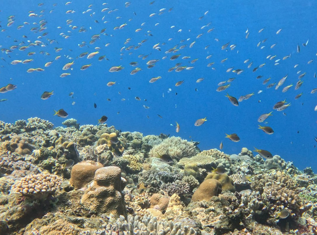 Piranha Divers Okinawa-恩纳村必去景点