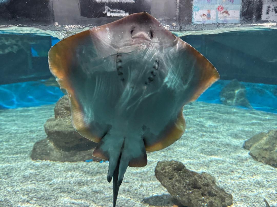 Aquárium Costa de Almería-滨海罗克塔斯必去景点