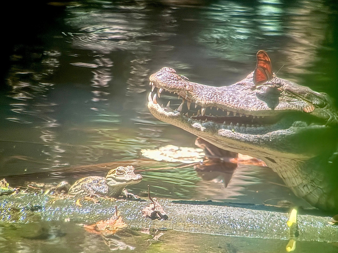 Peru Amazon Expeditions-Manu必去景点