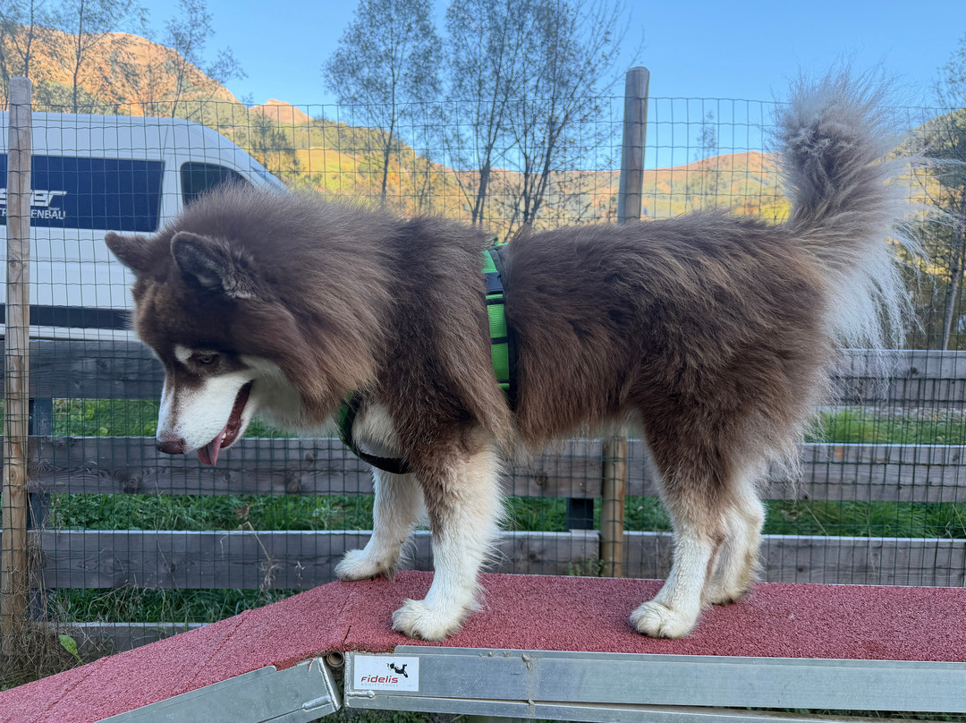 Hotel Grimming Dogs and Friends主图