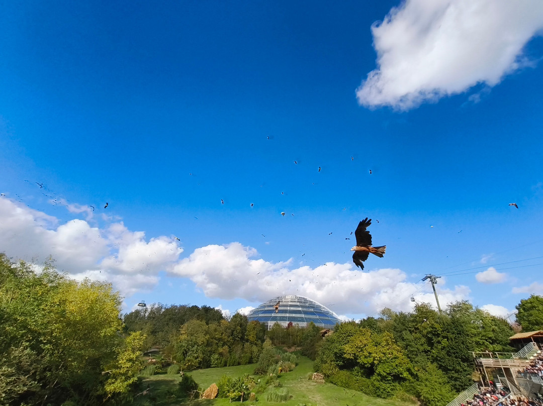 ZooParc de Beauval-圣艾尼昂必去景点
