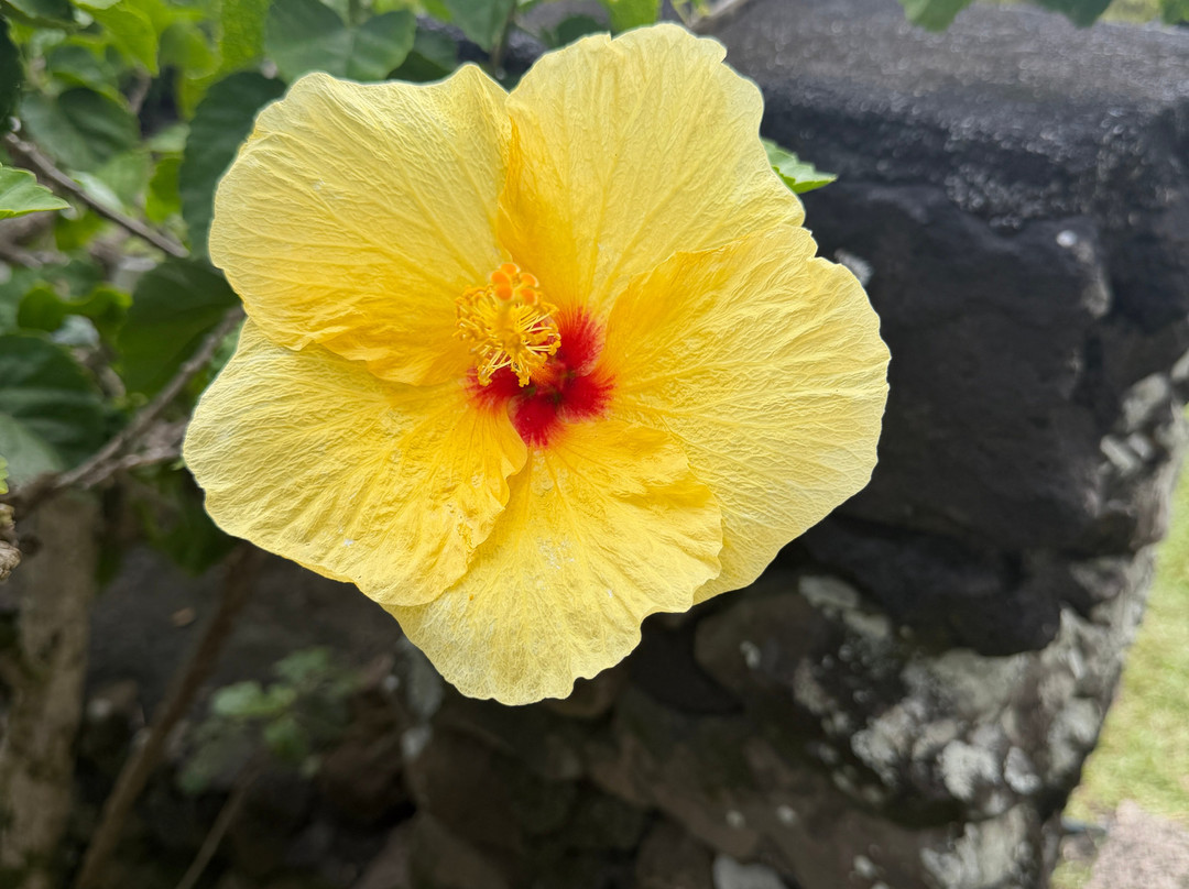 Road to Hana Tours-哈纳必去景点