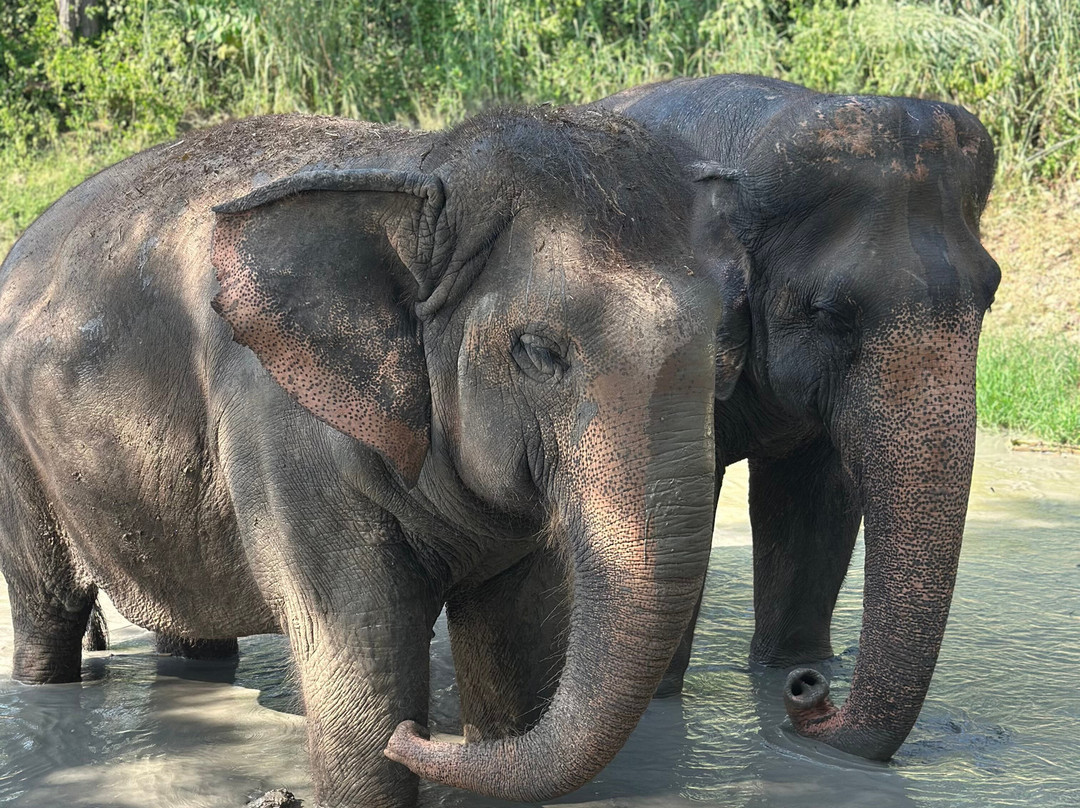 Maerim Elephant Sanctuary-夜林必去景点