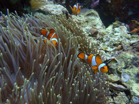 Scuba Diving Fun-查龙必去景点
