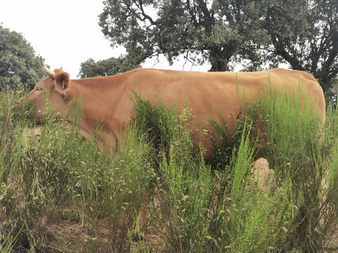 Ruta Senderismo Galapagar - San Lorenzo de El Escorial-Galapagar必去景点
