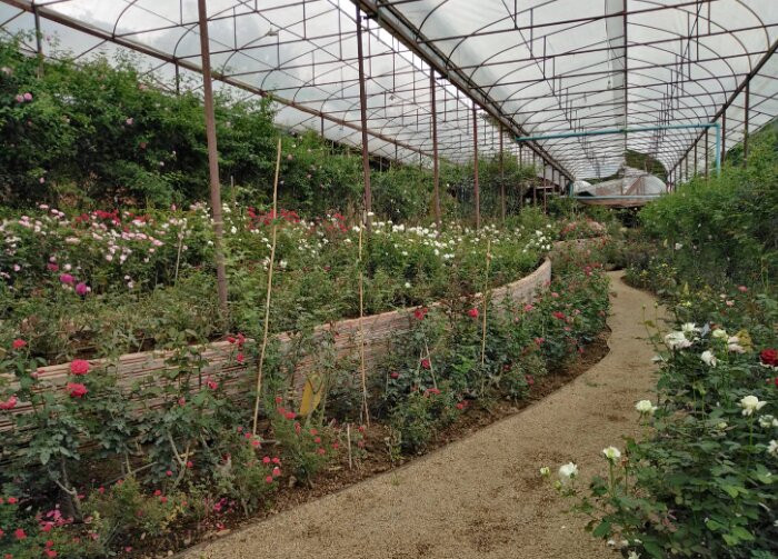 Houy Pak Pai Rose Garden-万磅必去景点
