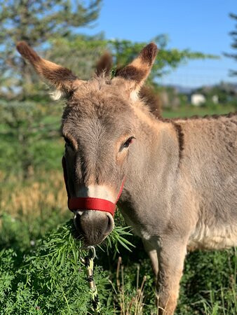 Shepperly Farm Petting Zoo-卡农城必去景点