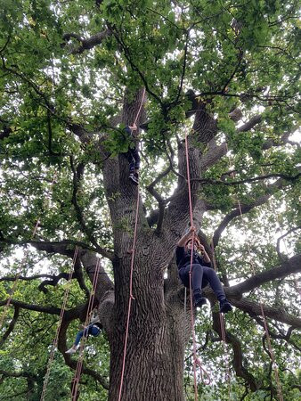 Goodleaf Tree Climbing-赖德必去景点