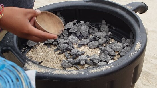 Playa Bacocho-埃斯孔迪多港必去景点