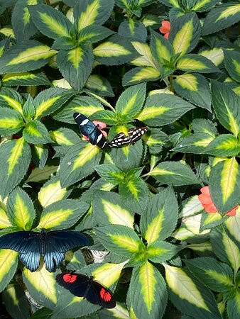 Wings of Mackinac Butterfly Conservatory景点图片