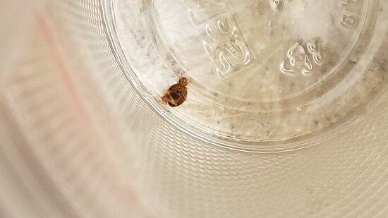 Dauphin Island Harbor House主图