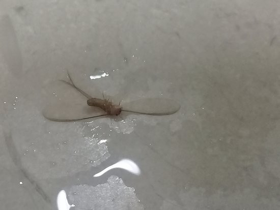 HB Hoteles Xalapa主图