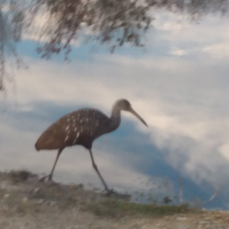 Airboats and Alligators at Lake Trafford Marina-Immokalee必去景点