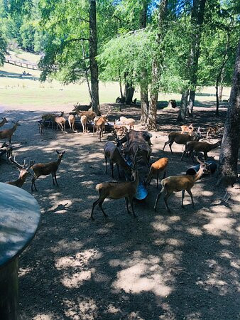 El Bosque De Los Ciervos-Panguipulli必去景点