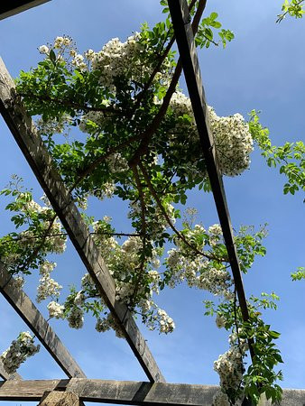 Southsea Rose Garden景点图片
