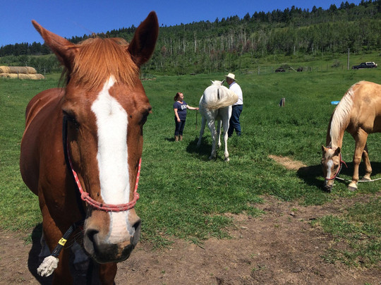 Jandana Ranch-坎卢普斯必去景点