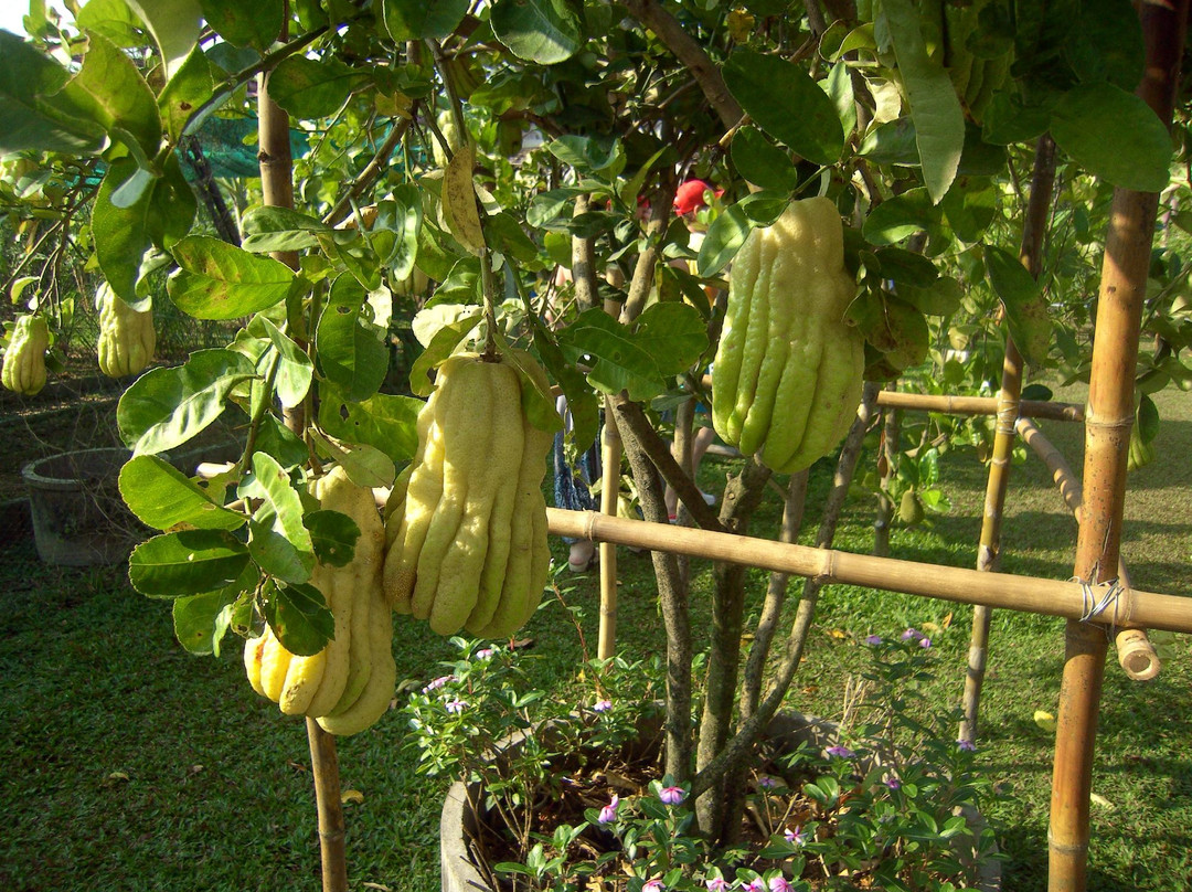 Asian Spicy Garden景点图片