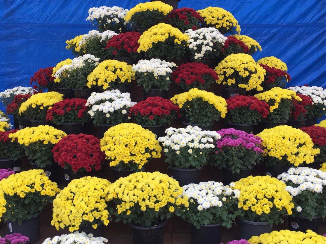 Koga Chrysanthemum Festival景点图片