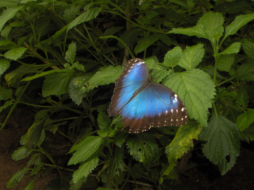 The Butterfly Place景点图片