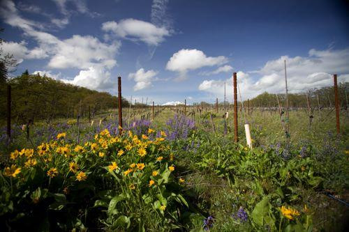 Klickitat Canyon Winery景点图片