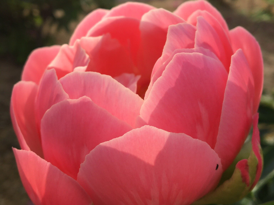 Higashimatsuyama Peony Garden