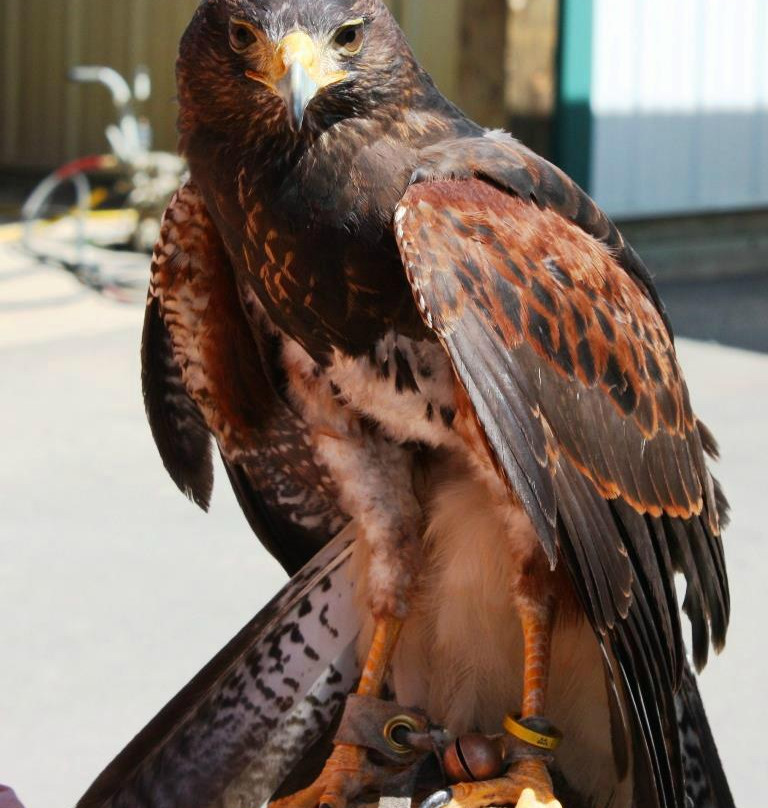 The Greenbrier Falconry景点图片