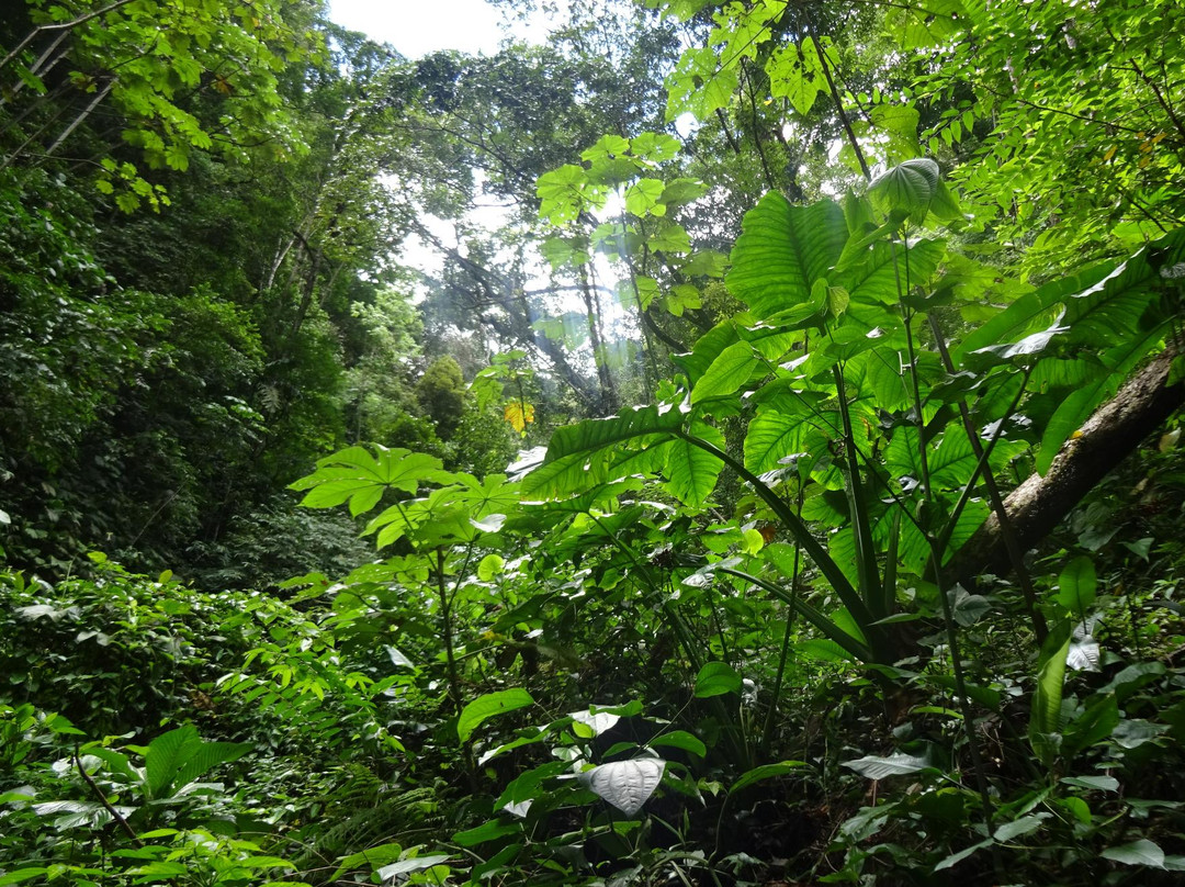 Circuitos Ecoturísticos Alto Shilcayo y Adyacentes景点图片