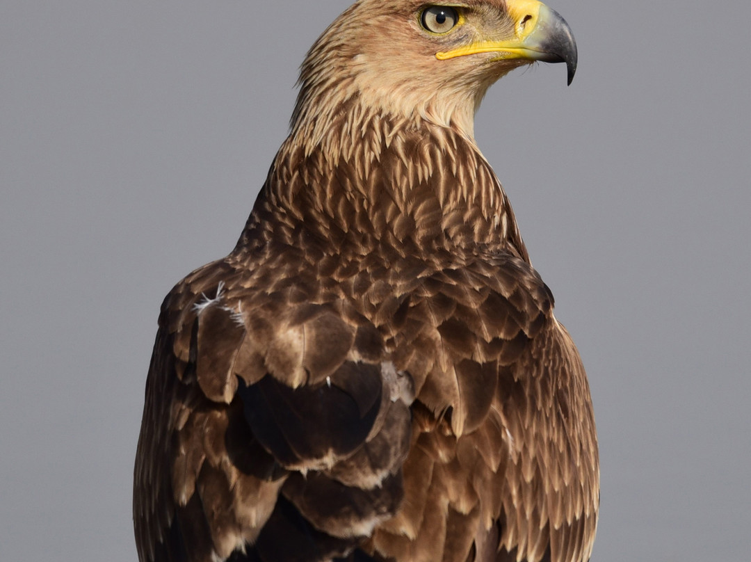 Tal Chhapar Forest Resthouse主图