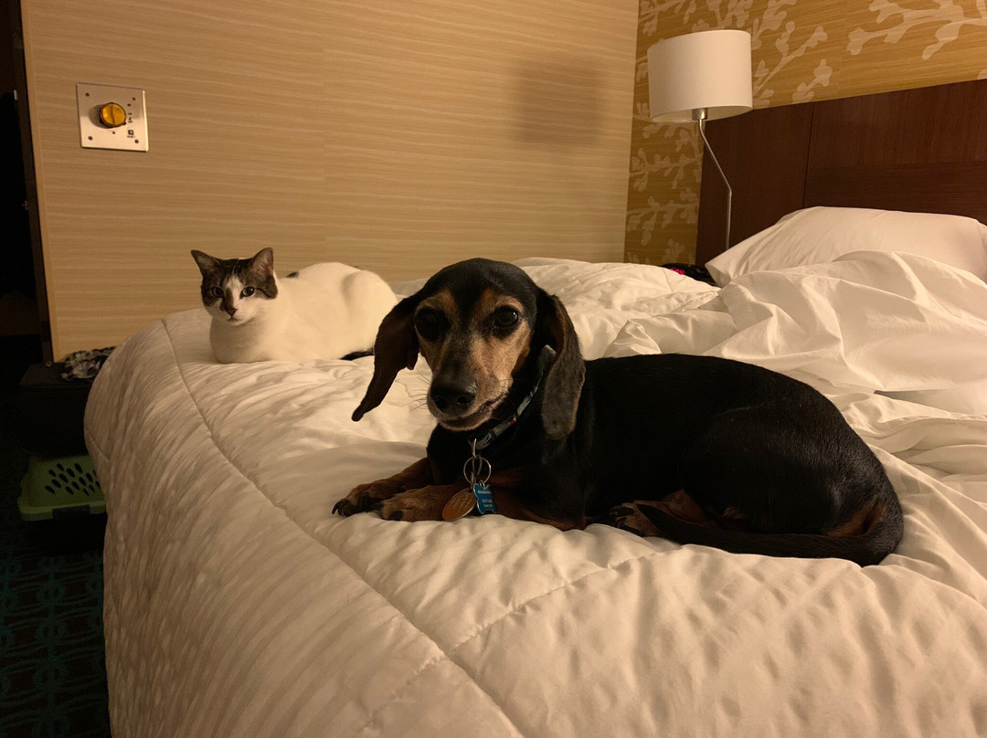 Fairfield Inn Burlington Williston主图