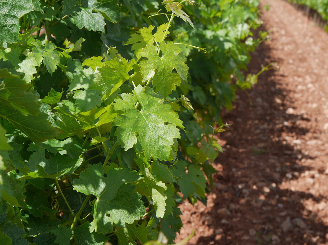 Domaine Du Jas d'Esclans景点图片